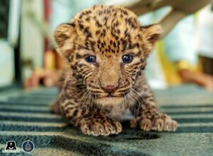 Two leopard cubs were found in the sugarcane field by farmers