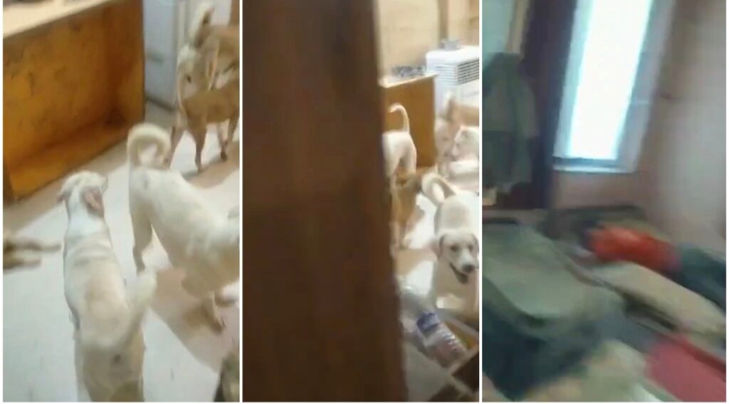 11-Year-Old Boy Abandoned With 22 Dogs