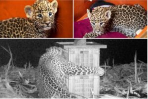 Leopard cubs United in Pune
