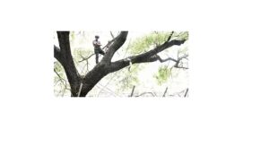 Man climbs tree at Pune Police Commissioner office