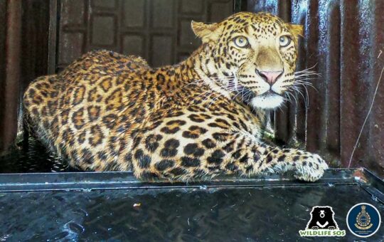 leopard caught in Khed Pune