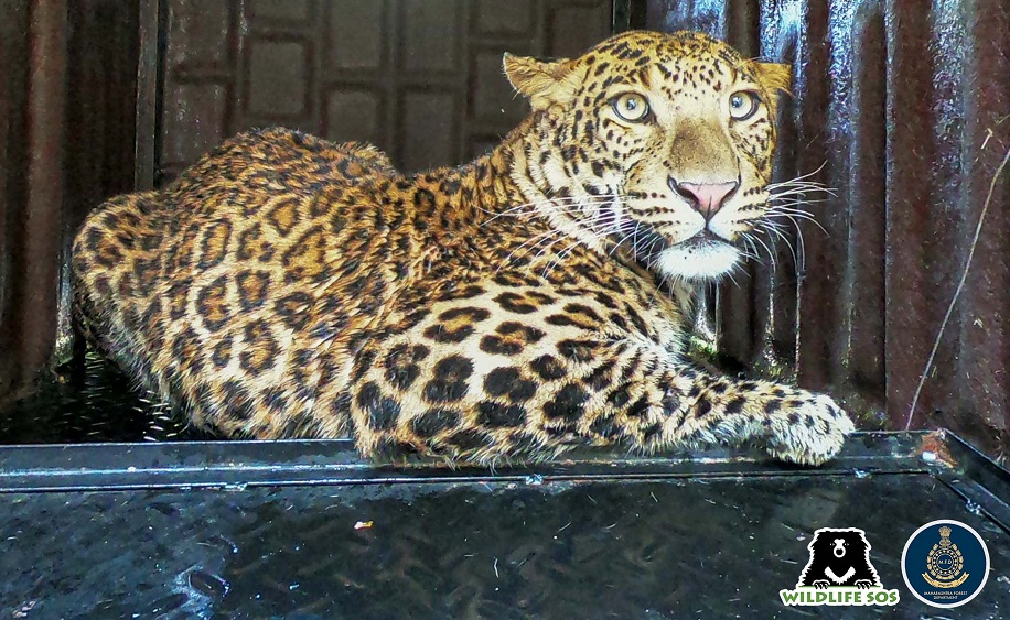 leopard caught in Khed Pune