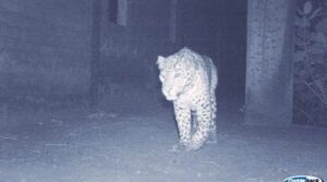 leopard-