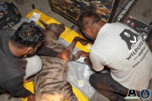 Hyena Injured