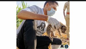 Leopard rescued and United Pune