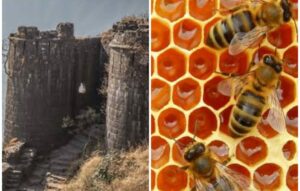 Sinhgad Fort Honeybee