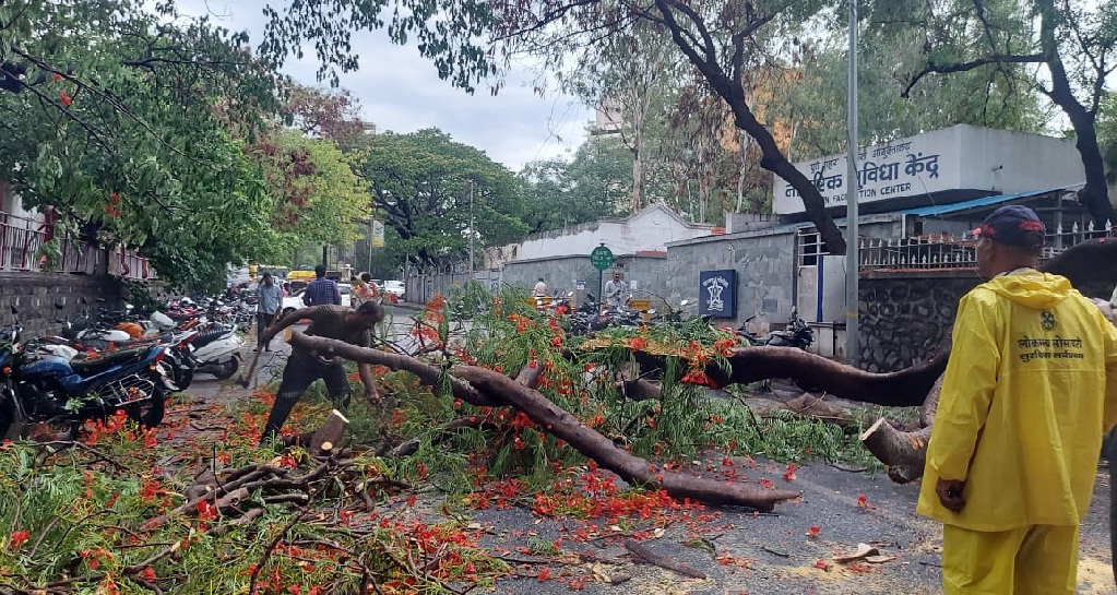 trees fall in Pune due to rains