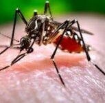 Pune Reports 2,413 Dengue Cases Till 20 October; PMC Intensifies Mosquito-Control Drive