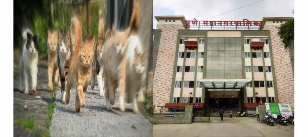 Pune: PMC Floats Tender For Agencies To Sterilize Stray Cats