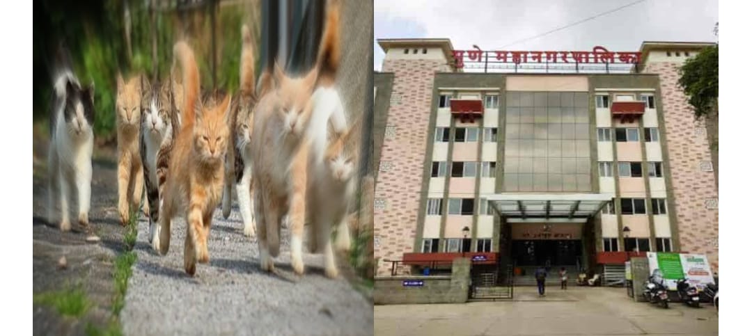 Pune: PMC Floats Tender For Agencies To Sterilize Stray Cats