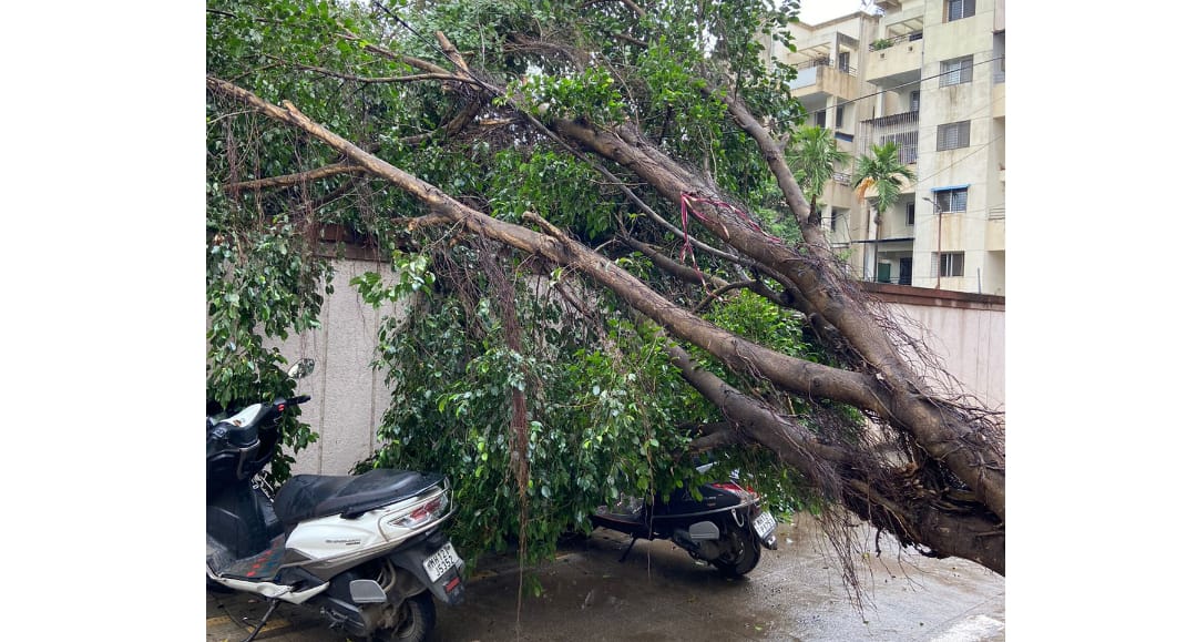 Trees Fell At 13 Places Across Pune City Due To Overnight Rain