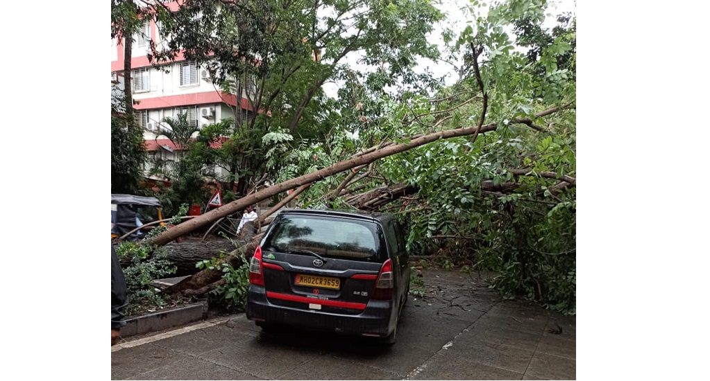 tree fall on car in pune