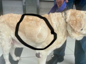 Fatty Liver DOG