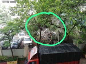 Garbage Heap Causing Diseases