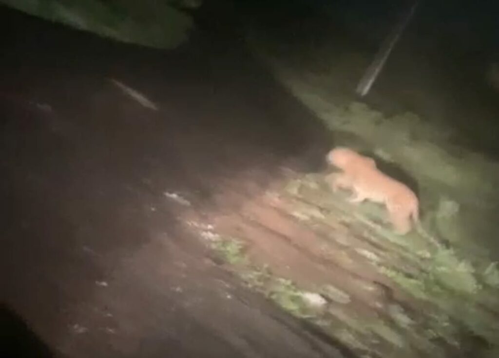 Pune: After Leopard Sighting On Campus, R&DE Office Closed 