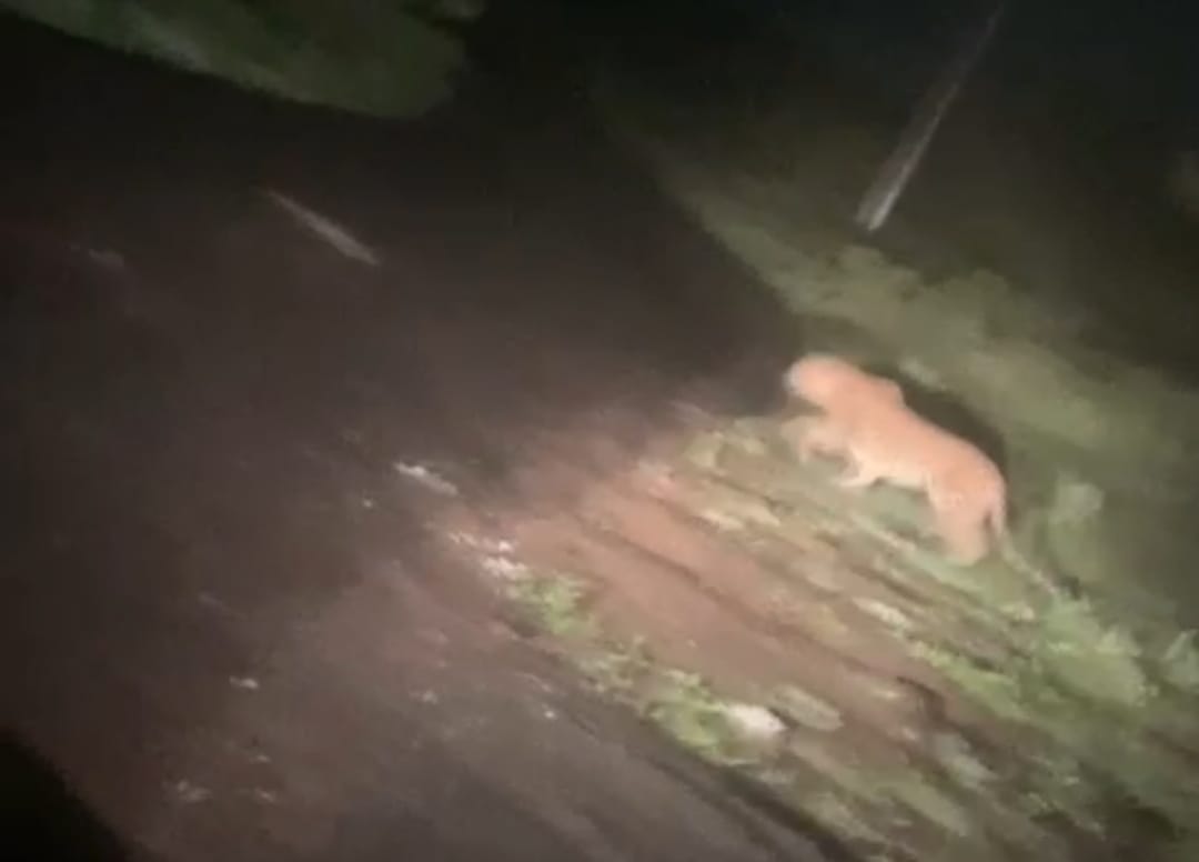 Pune: After Leopard Sighting On Campus, R&DE Office Closed
