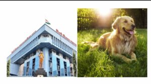PCMC Pet Dog