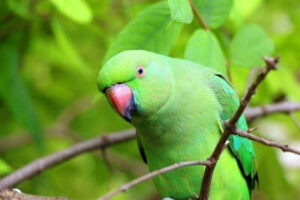 Parrot