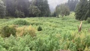 Ganja Cultivation
