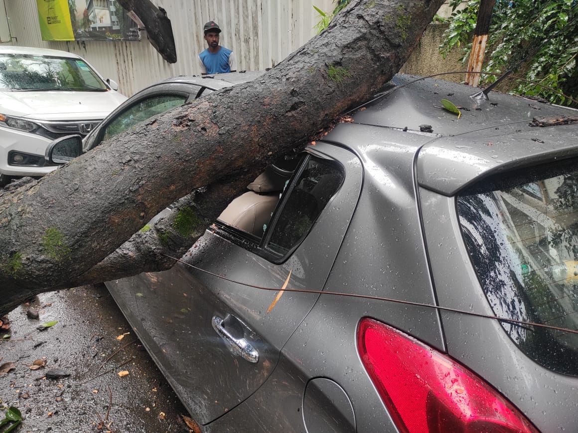 Pune Rains Result In 8 Tree Falling Incidents, No Injuries Reported