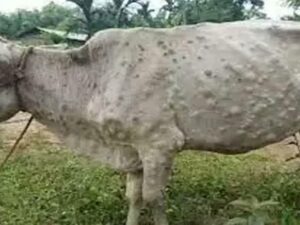 Lumpy Virus