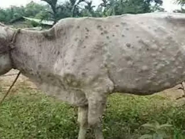 Maharashtra: Animals Of Five Districts Including Pune Infected with Lumpy  Virus; Vaccination of 95,000 Animals Completed – Punekar News