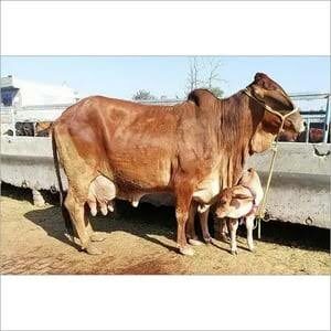 Shahiwal Cow PUNE