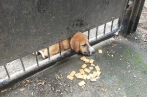 Stuck dog rescue In Pune