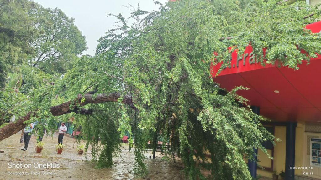 Tree Fall In Pune Rain