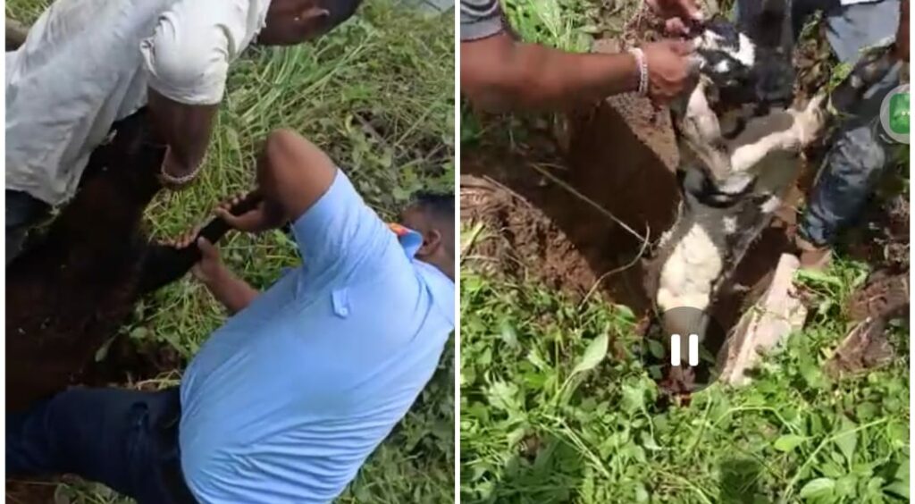Two Goats And A Sheep Stuck In 7 Ft Deep Chamber Rescued By Fire Brigade