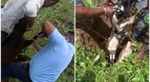 Two Goats And A Sheep Stuck In 7 Ft Deep Chamber Rescued By Fire Brigade