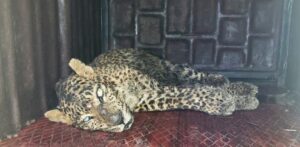 Leopard