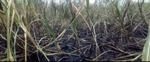 Sugarcane