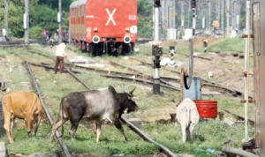 Cattle