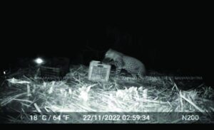 Leopard Cubs