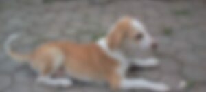 Small Puppies