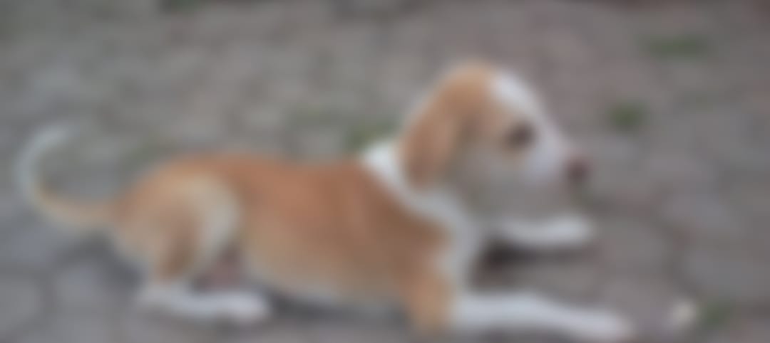 Pune: Five Puppies Found Dead In Sangam Ghat Area, Suspicion Of Poisoned Food – Punekar News Pune: Five Puppies Found Dead In Sangam Ghat Area, Suspicion Of Poisoned Food – Punekar News