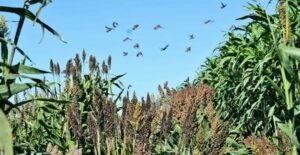 Sorghum Crops