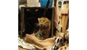 Leopard Rescued From Chakan