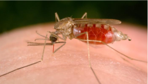 Malaria