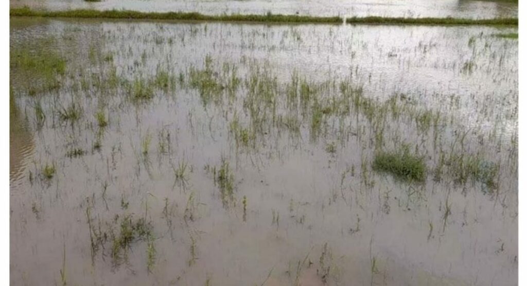 Rabi Platation