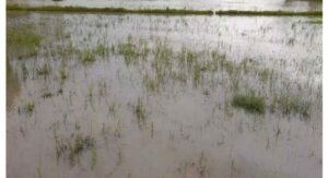 Rabi Platation