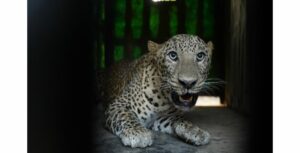 The leopard