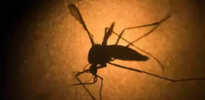 Zika Virus