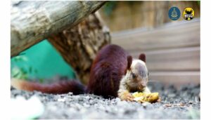 Giant Squirrel