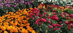 Pune: Empress Botanical Garden To Host Yearly Flower Display From 25th January