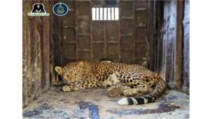 Leopard (2)