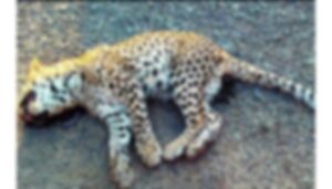 Leopard Cub (1)