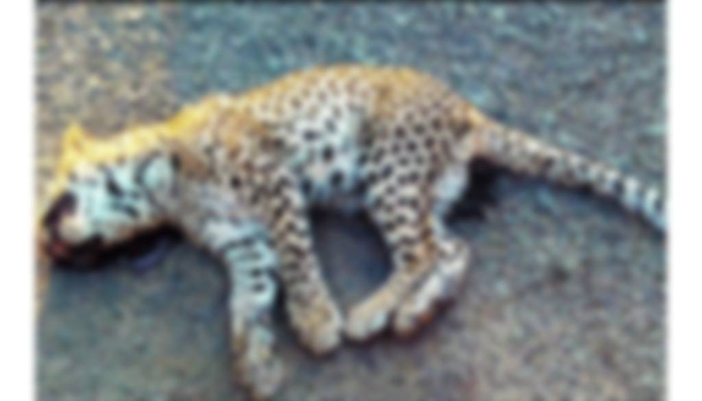 Leopard Cub (1)
