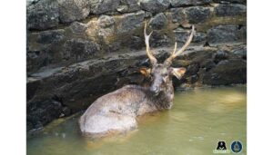 Sambar